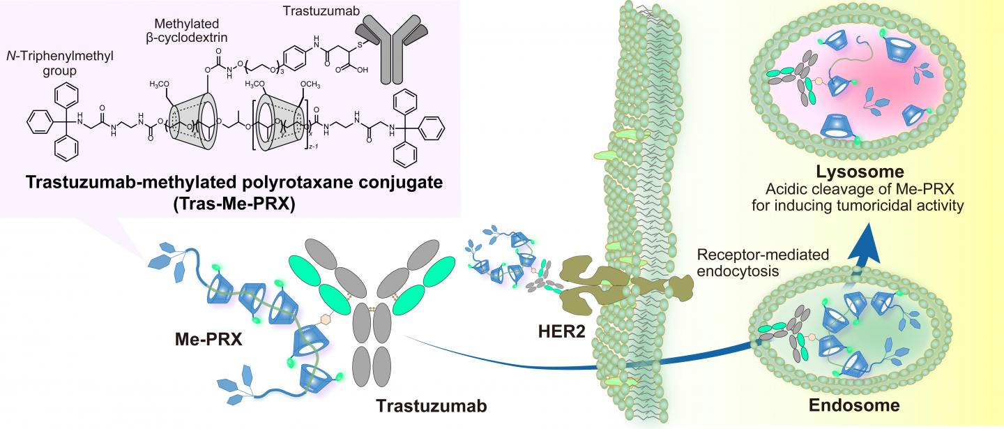 The conjugate of Trastuzumab and methylated β-cyclodextrin-threaded polyrotaxane for tumor targeting.