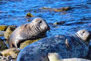 Baltic grey seal