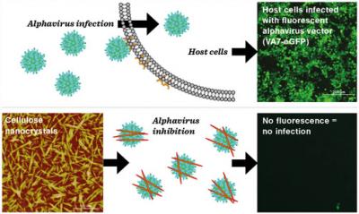 Virus Inhibition with Nanocrystalline Cellulose