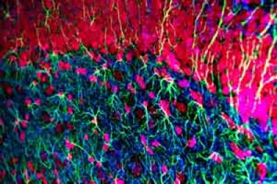 Mouse Neurons