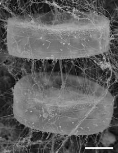Two Diatoms