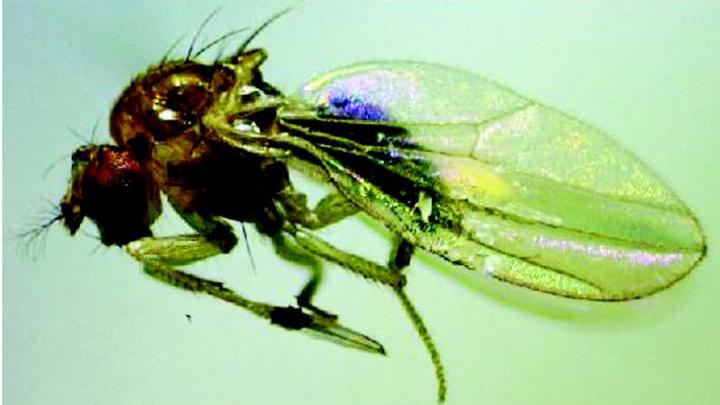 The Fruit Fly Species <i>Lordiphosa antillaria</i>