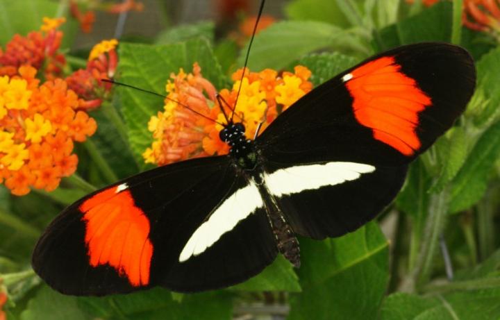 Butterflies are Genetically Wired to Choose a Mate that Looks Just like Them