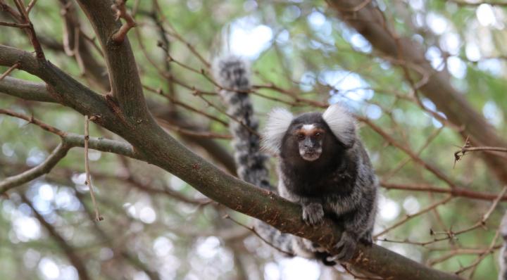 marmoset