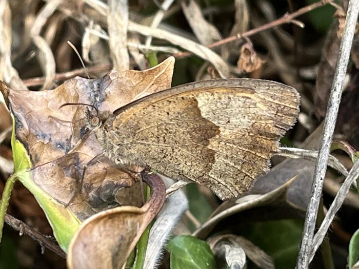 Spotless hindwings may help with camouflage in hot and dry conditions