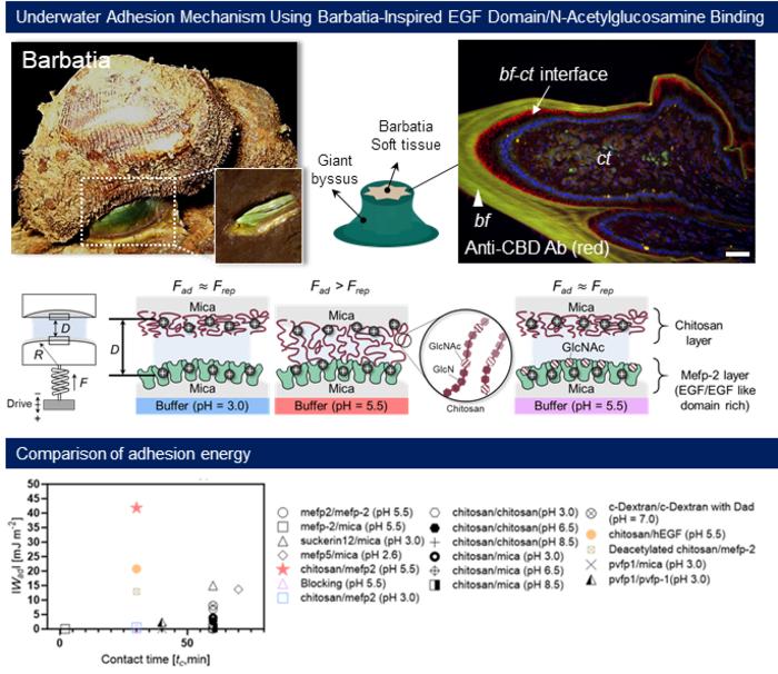 Underwater Adhesion Mechanism using Barbatia-inspired EGF Domain/N-acetylglucosamine Binding