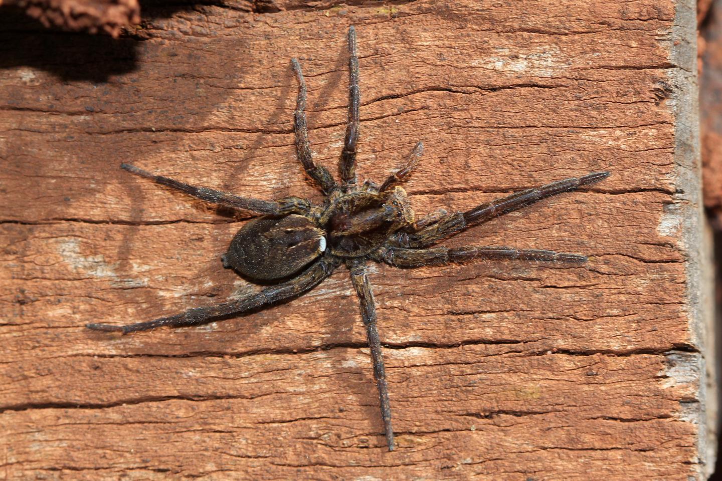 To Kill A Wolf Spider Further [IMAGE] EurekAlert! Science News Releases