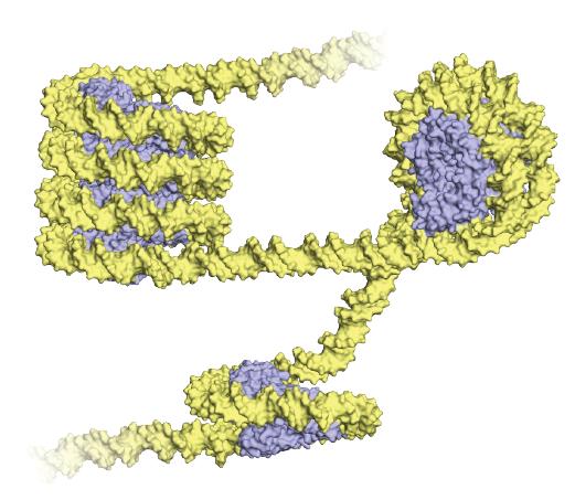 DNA Folding in Archaea