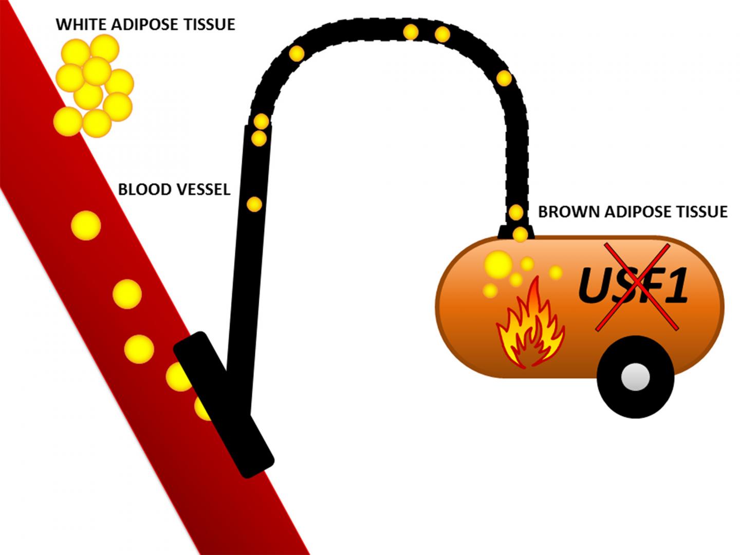 USF1 Inactivation Led to More Activate Brown Adipose Tissue