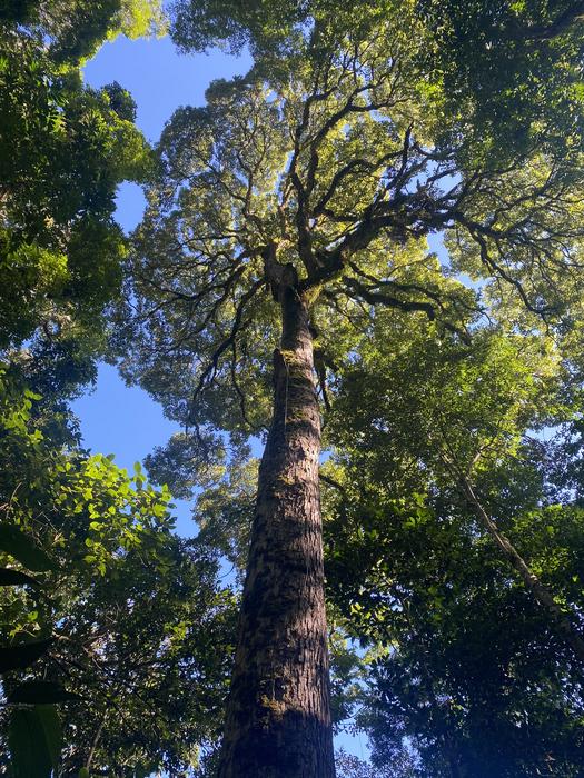 Copey de Dota, Costa Rica