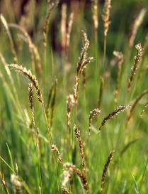 <em>Antoxanthum odoratum</em>, or Vernal Sweetgrass, Is Spreading North into the Arctic Tundra