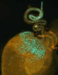 <i>Drosophila simulans</i> Reproductive Tract