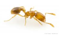 Thief Ant Produces Particularly Potent Antibiotic