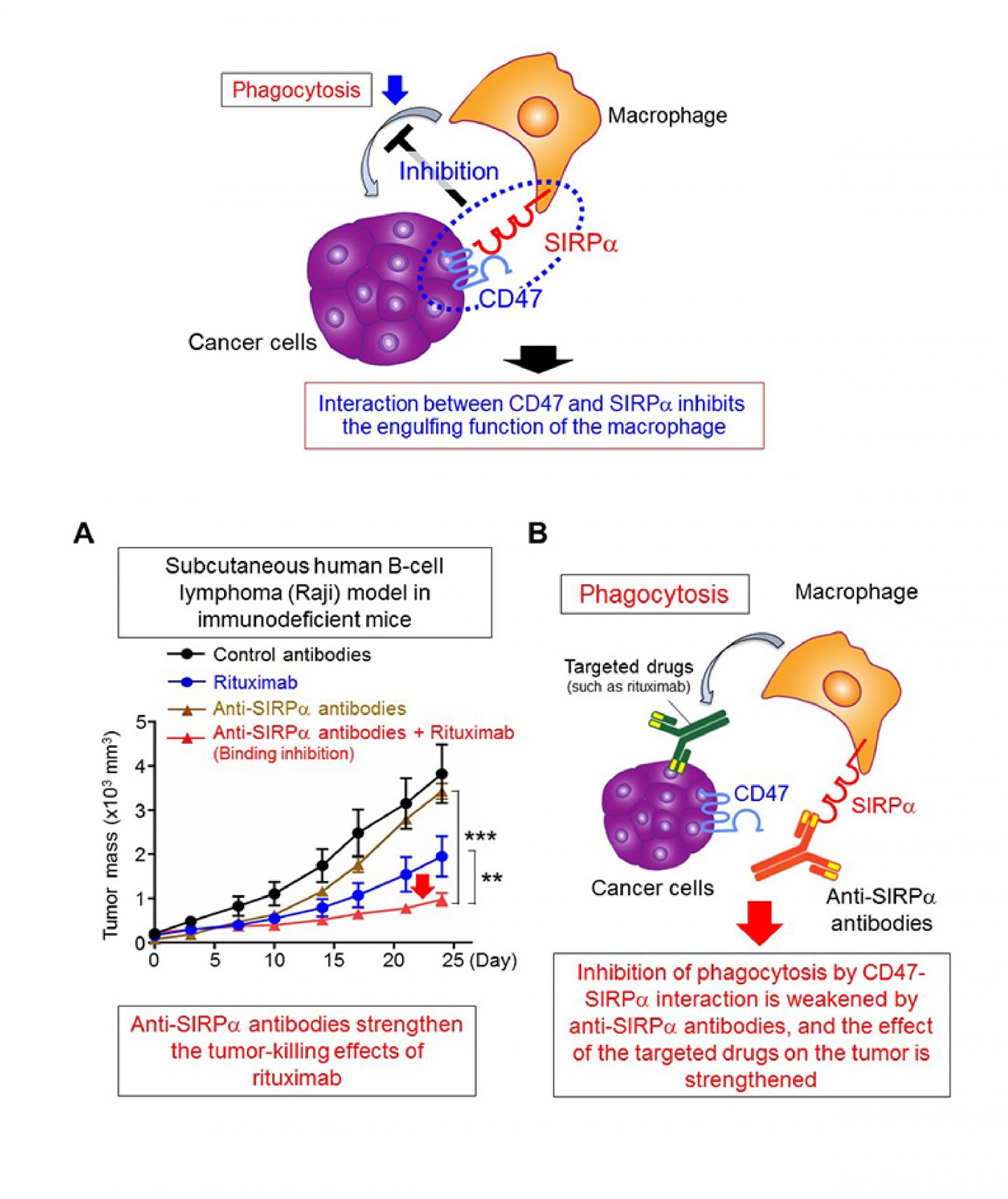 貪食細胞を活性化する新たながん治療法を発見:図１，２