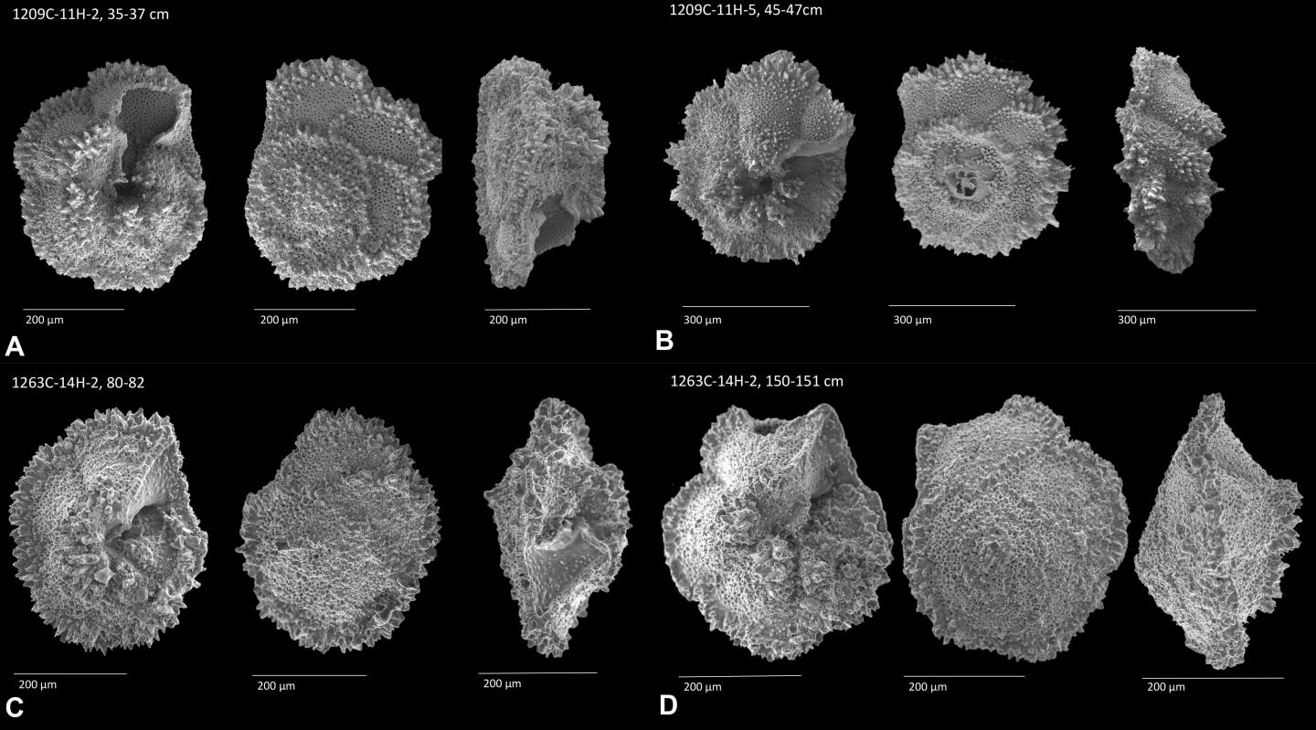 Foraminifera Samples