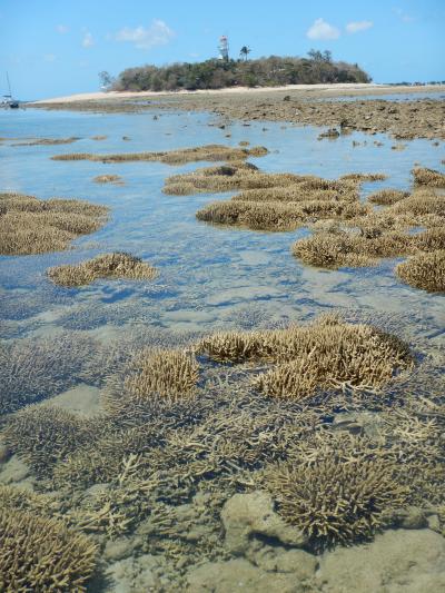 Acropora Corals 