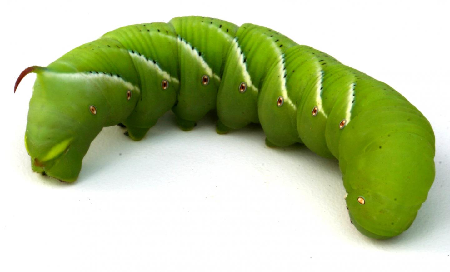 Tobacco Hornworm Caterpillar