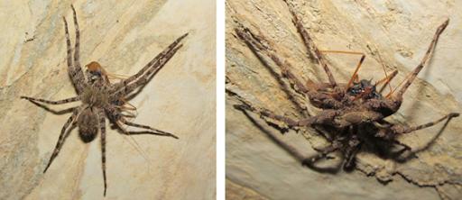 Intraguild Predation between Female <em>Enoploctenus cyclotorax</em> and Adult <em>Zelurus diasi</em