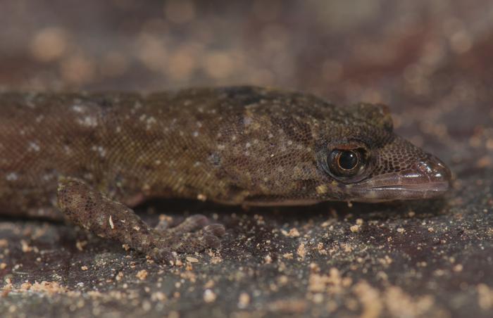 New species of gecko discovered