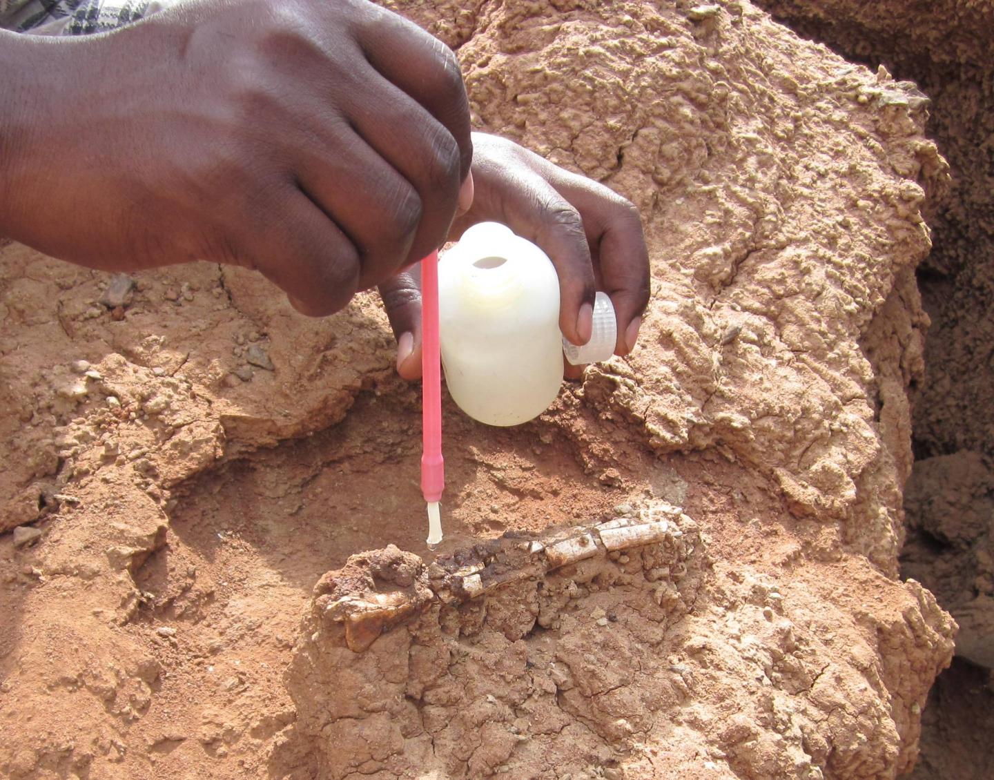 A Fossil Bone Being Prepared to Be Extracted from Rocks