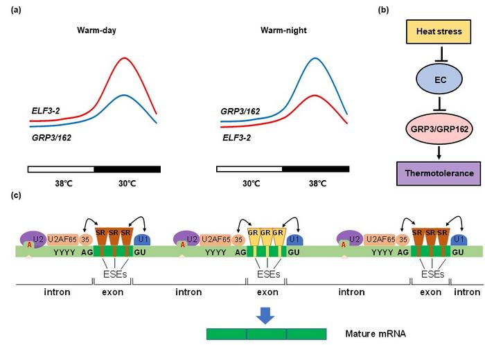 Ensuring rice yield upon heat stress, more at nighttime than at daytime