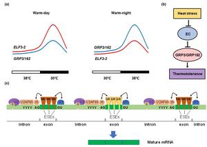 Ensuring rice yield upon heat stress, more at nighttime than at daytime