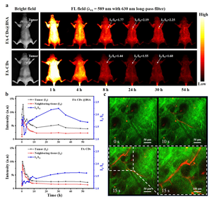Figure 3 | In vivo tumor imaging and two-photon fluorescence imaging of blood vessels in mouse ear.
