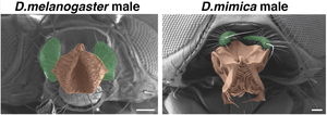 Comparing fruit fly features