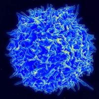 Blue T-Cell