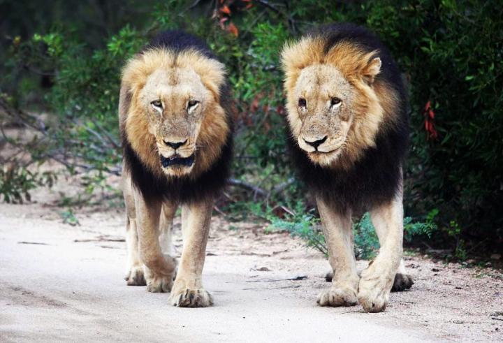 Lions in the wild