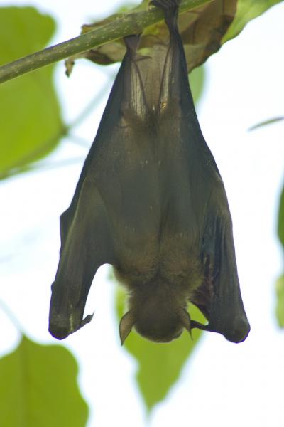 Naked-Backed Fruit Bat