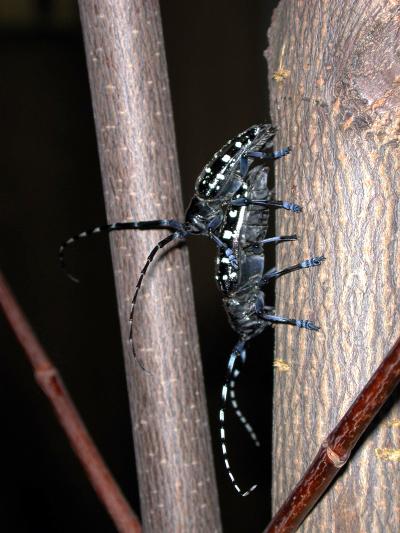 Male Asian Longhorned Beetle