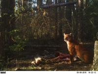 Cougar Kill Site