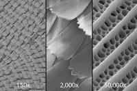 Scanning Electron Micrograph of Butterfly Wing Scales