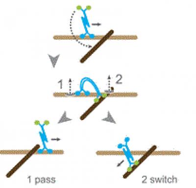 Kif15 Switches Microtubules