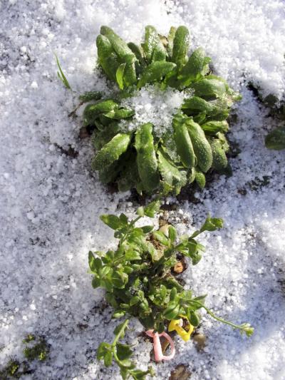 To Flower or Not to Flower?