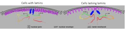 Lamins Organize a Cell's Genetic Material from the Sidelines