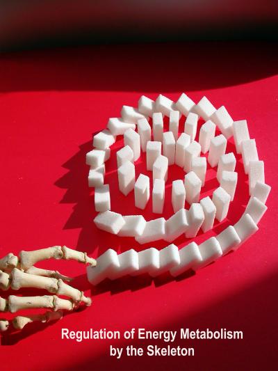 Does Bone Help Control Metabolism and Weight?