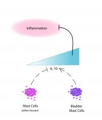 How Bladder Mast cells are Uniquely Able to Reduce Inflammation by Producing IL-10
