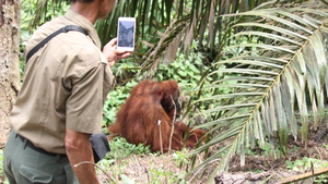 Orangutan Image 2
