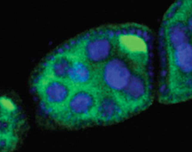 Activated Transposons in Egg Cells Can Cause Sterility