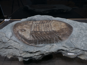 Trilobite