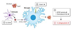 Illustration of VCAM1-APOE signalling pathway for Alzheimers disease