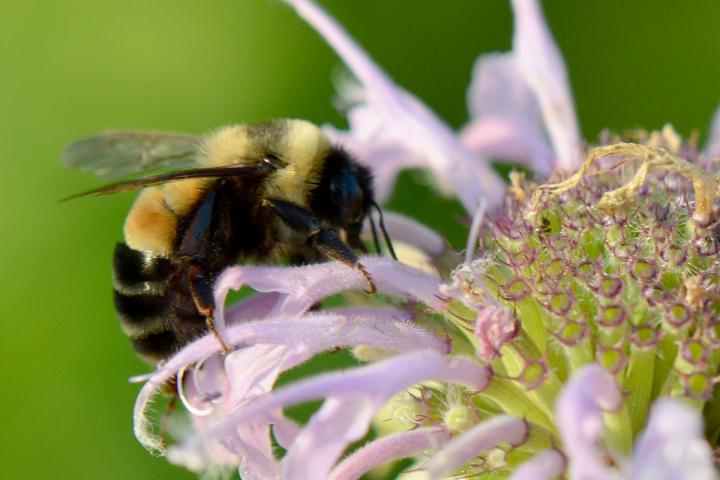 Rusty Patched Bumble Bee