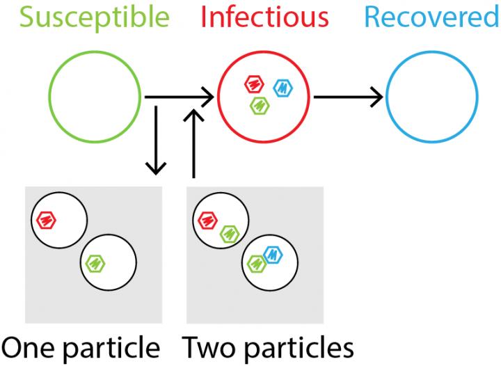 The Susceptible-Infectious-Recovered Model to Understand Multipartite Viruses