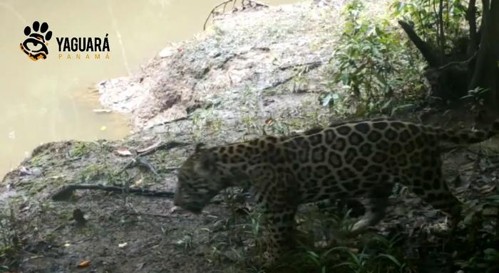 Female jaguar vocalizing to attract a male