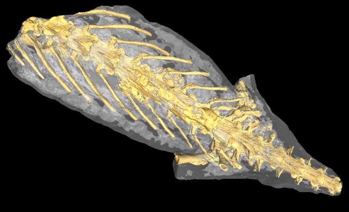 Synchrotron Tomography Scan of Petrified Salamander