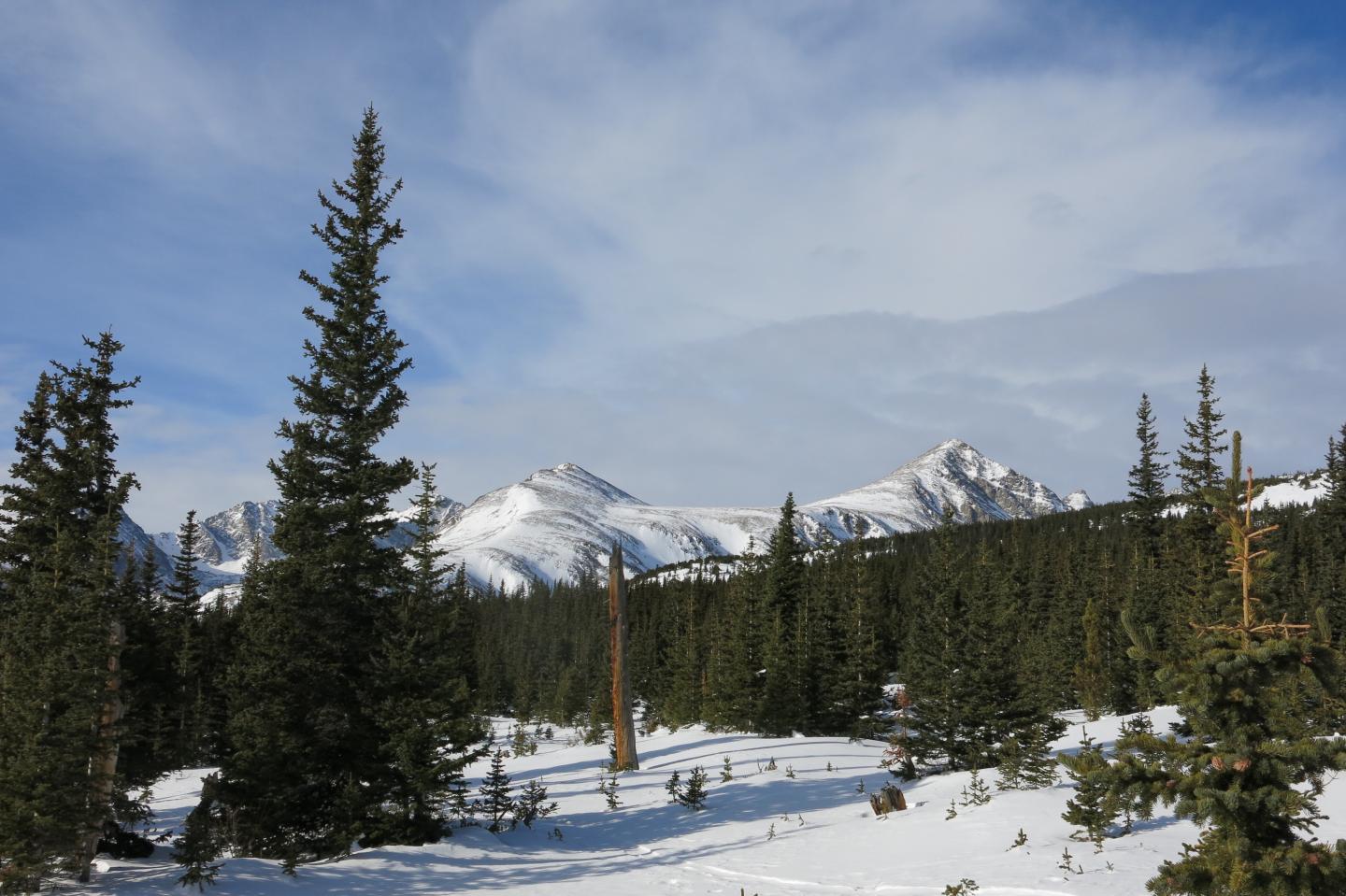 A Colorado Rocky Mountain Forest During the Winter-Spring Transition Period