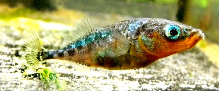 A Three-Spined Stickleback