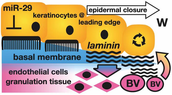 Mechanism of action of microRNA-29 and laminin C2 in wound repair